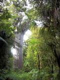 Tanu Mahuta - kaori tree - druhý největší druh stromů na světě. Tomuto je zhruba tak 2000 let.