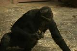 Gorilám jsou lidé za sklem docela u...., nedivím se jim.